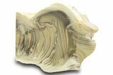 Polished Striped Flint Stand Up - Poland #299250-1